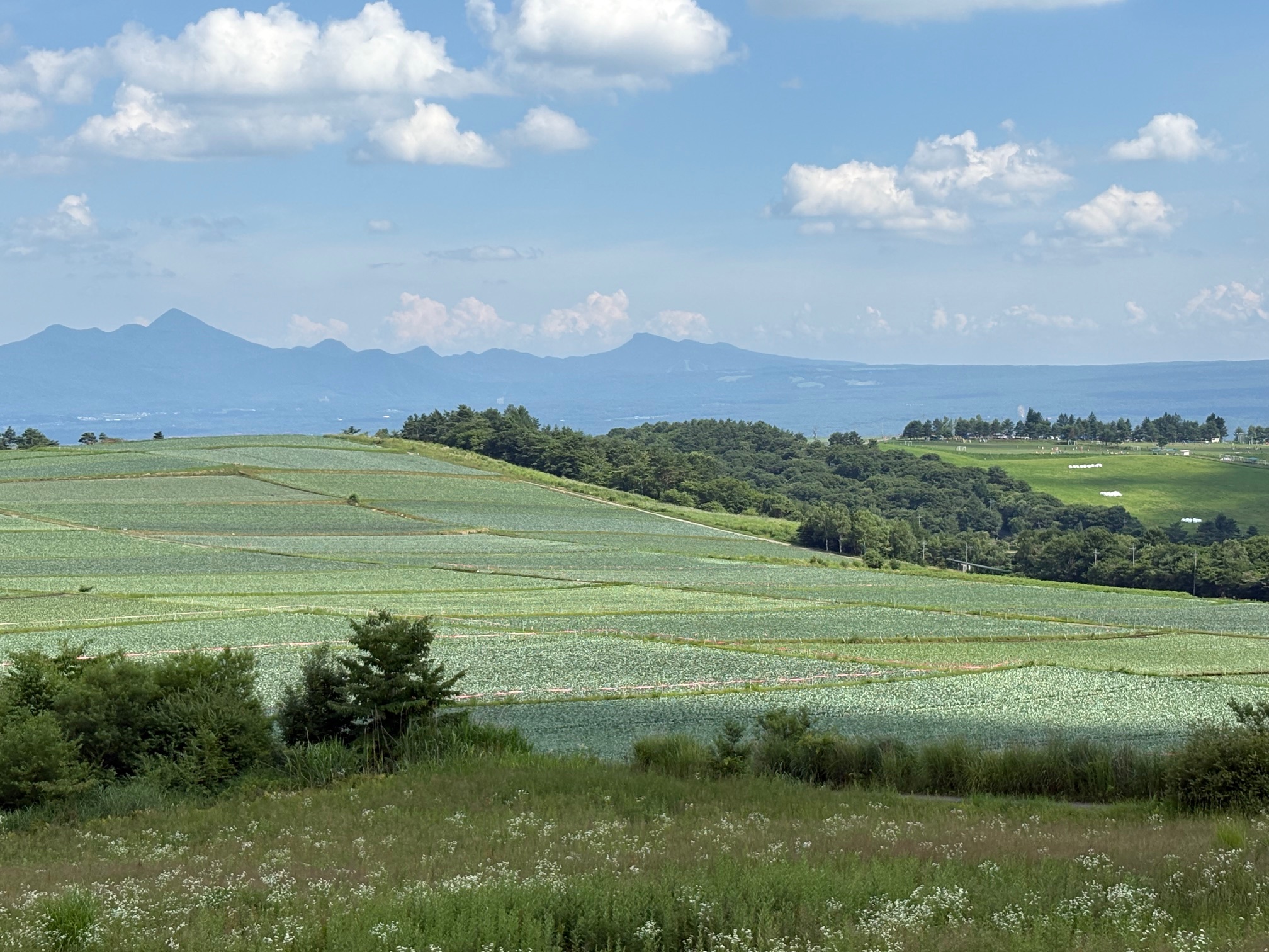 年間供給と産地可視化を実現する国産野菜の漬物戦略