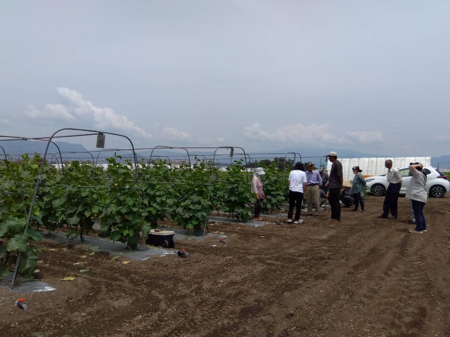 きゅうり産地情報｜群馬県昭和村の契約農家を訪問し生育状況を視察